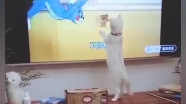 Try not to laugh | funny cat videos