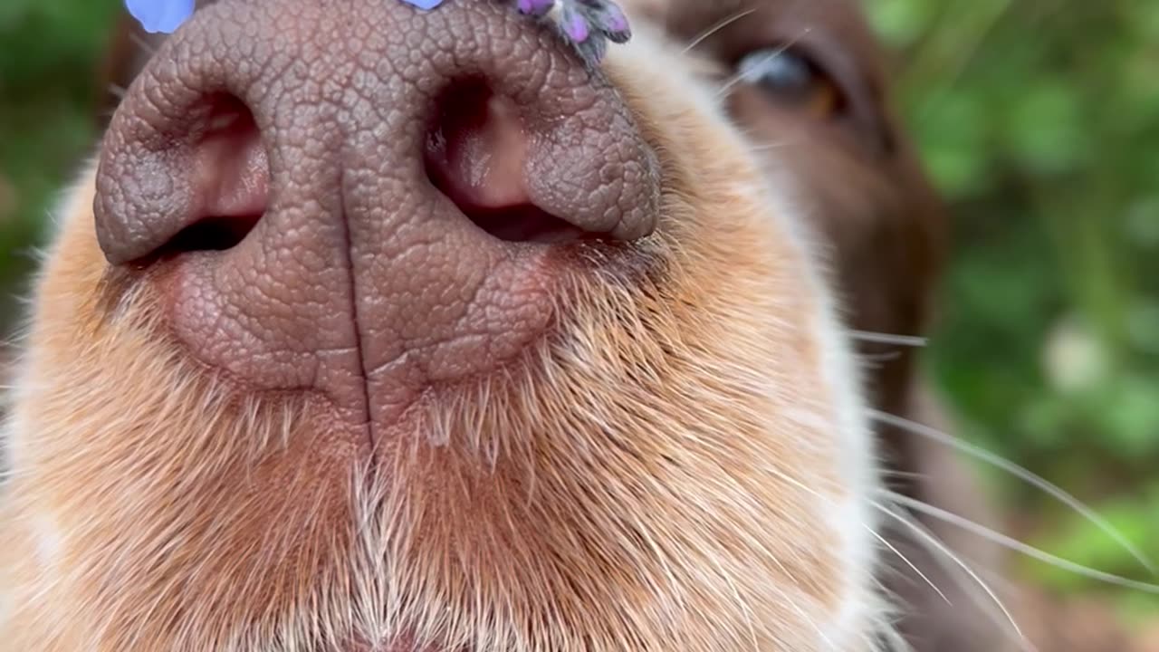 Bonnie Balances Forget-Me-Nots on Her Nose