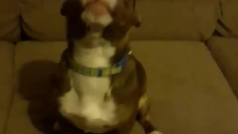 Dog Tells Owners Whats on His Mind