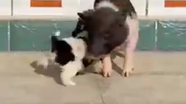 Little Pig and Puppy Play
