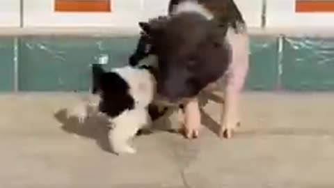 Little Pig and Puppy Play