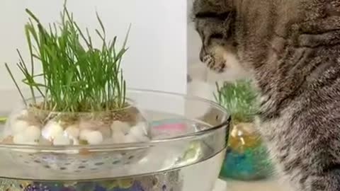 Cat and fish cute fight😆😆😆