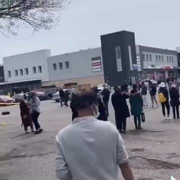 Sheep lining up for vaccine shots