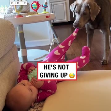 Gentle dog just wants her socks 😂