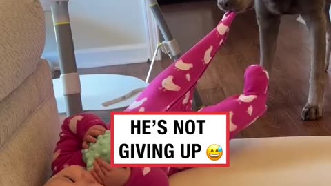 Gentle dog just wants her socks 😂