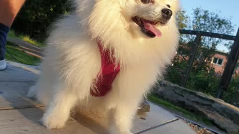 Pomeranian dog cute videos