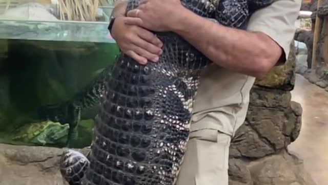 This grandpa is holding a big and fierce crocodile