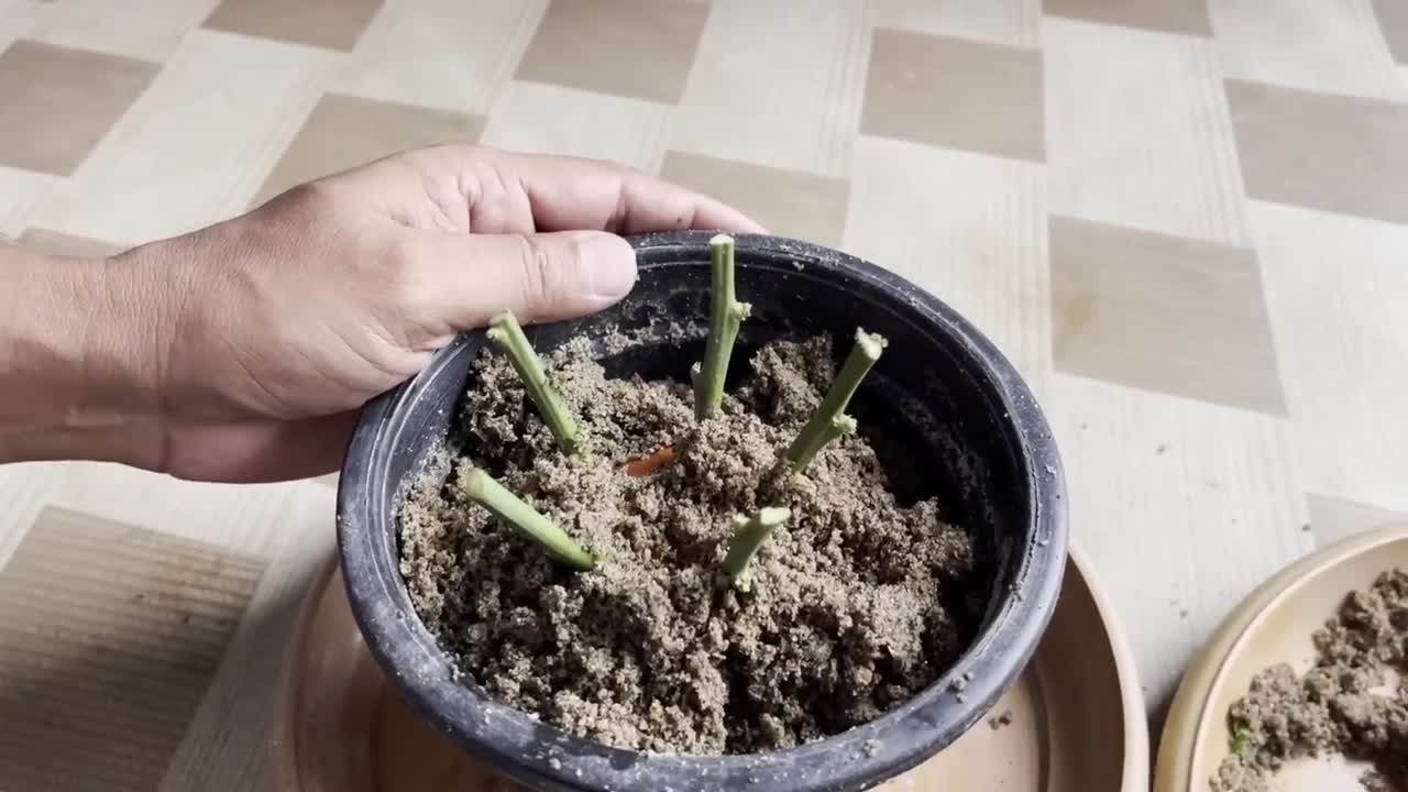 How To Grow Lemon Tree Small Cuttings In A Tomato