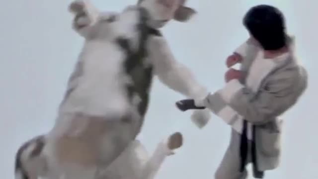 Barack Obama fight video with cow