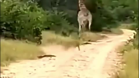 Giraffe And Lion