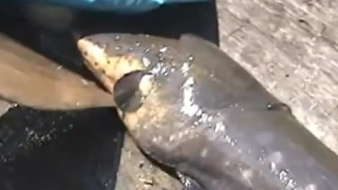 Giant Electric Eel Captured
