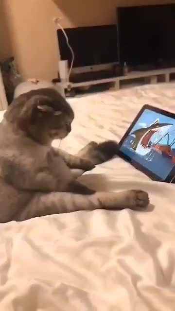 VEJA ISSO, gato assistindo desenho