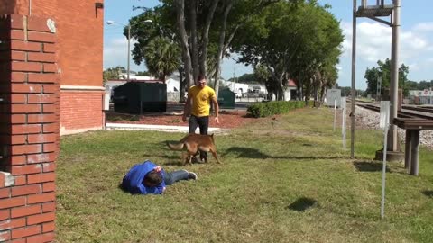 The best protection Trained Dogs