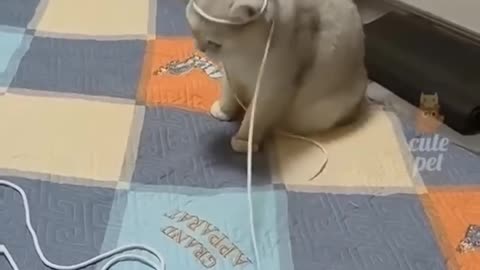 Funny Cute Cats 😺 