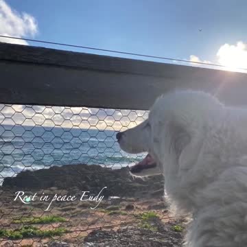 Muere Eudy, la perrita que dedicó su vida entera a salvar y proteger pingüinos en peligro