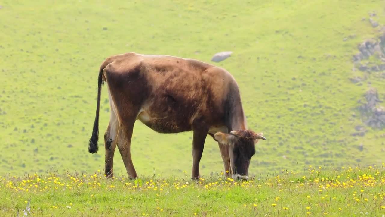 Cows together grazing in a field. Cows running into the camera