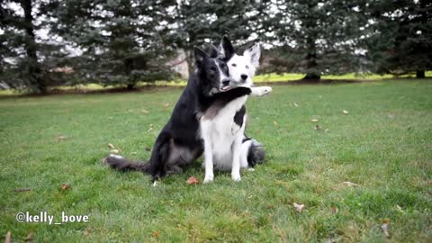 Perros posan perfectos para una conmovedora sesión de fotos