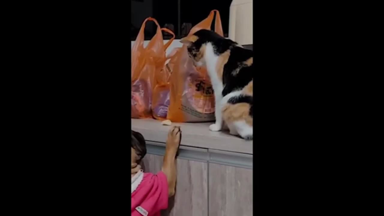 Funny Cat That Will Make You Laugh! 😹