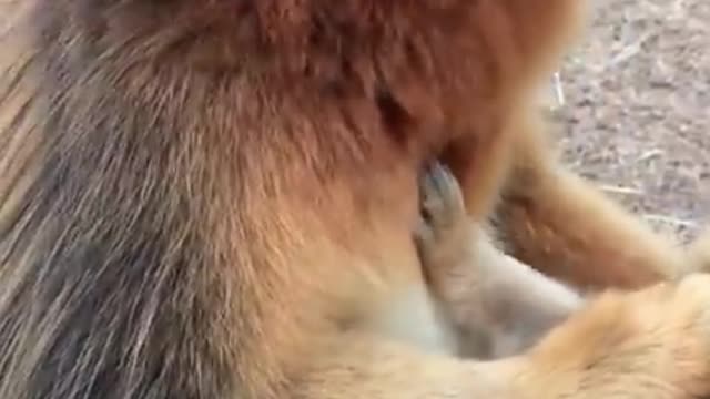 CUTE GOLDEN SNUB-NOSED MONKEY EATING FRUITS