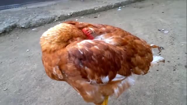 Chicken is sleeping