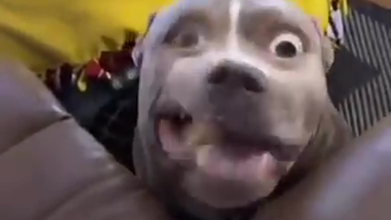 Funny Animal Video