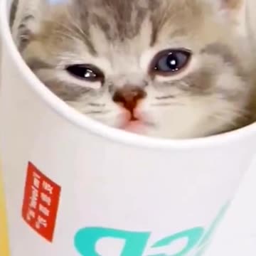 So cute. Do you like this cat?