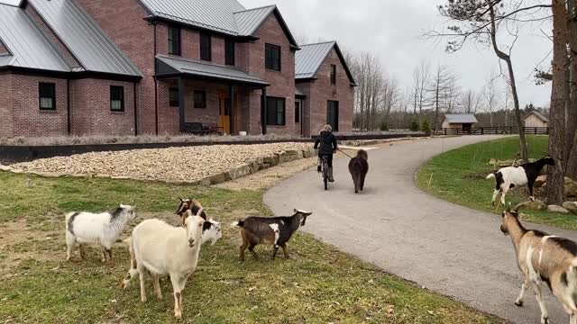 Taking mini horse Licorice for a Walk 03.2020A
