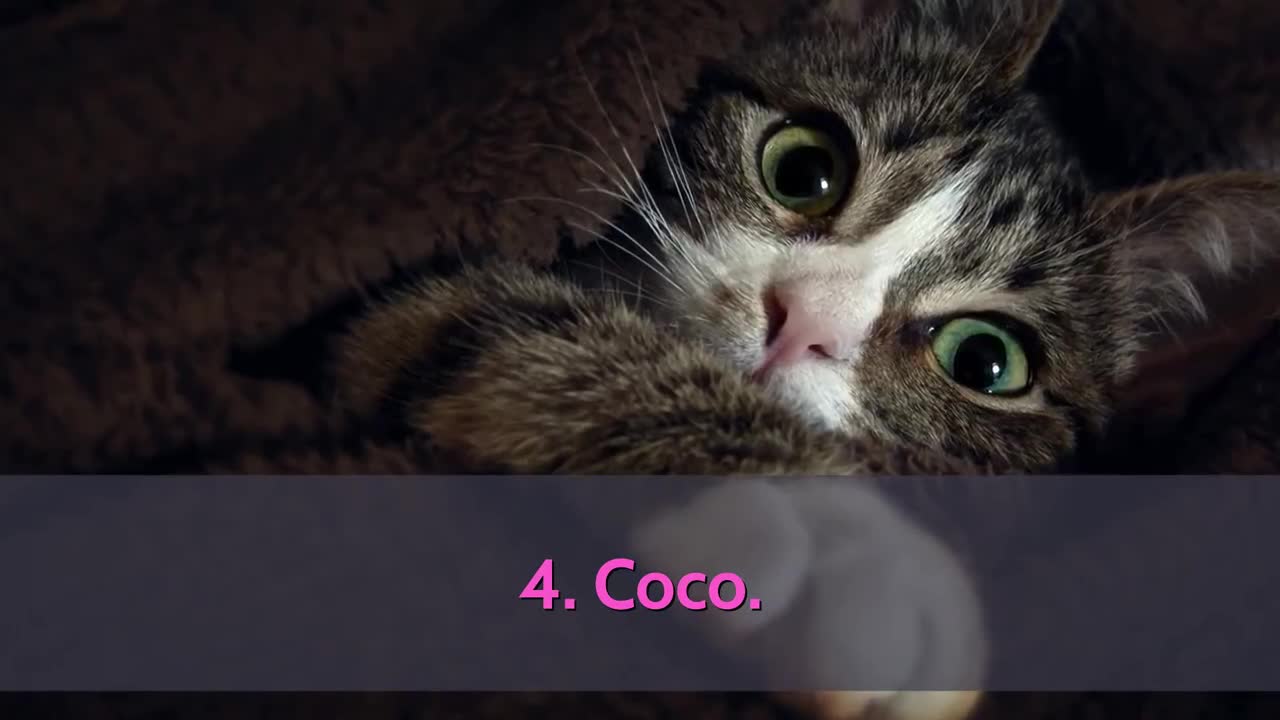 Top 10 cute cat name