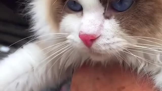 Compared with the kitten in front of you, which one do you think is cuter?（1）
