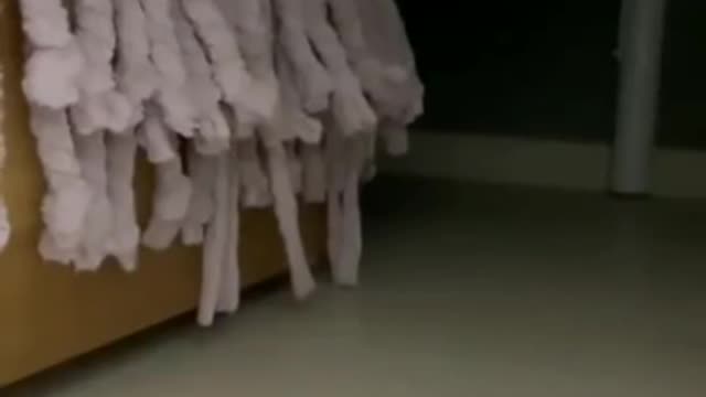 Cute cats , cute cat videos