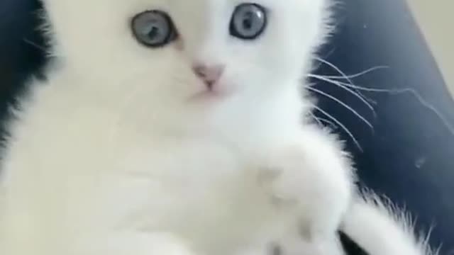 Adorable cute White kitten bite his lag 😍😂🤣