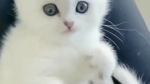 Adorable cute White kitten bite his lag 😍😂🤣