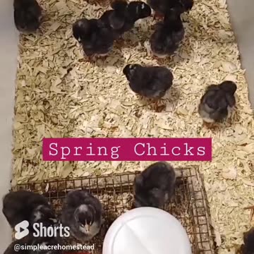 💕 Love this time of year/ Spring chicks in the brooder. #barredrock #chicks #homesteading
