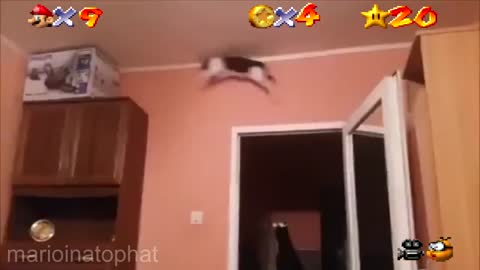 cat mario 64