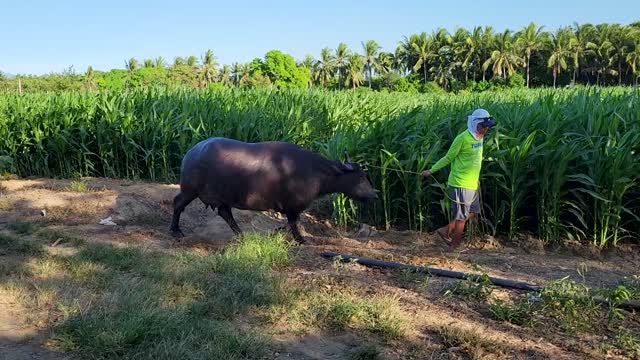 Carabao and Calf walking in a Philippine Province