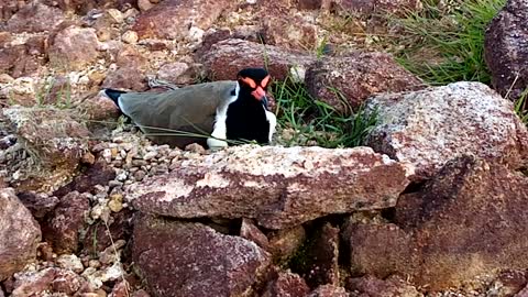 The red-wattled lapwing laying egg on mountain area in my back yard. she lay fore eggs.