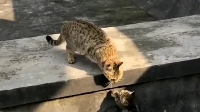 Mother cat teaching her baby kitten #cat #cats #funnycat #kitten