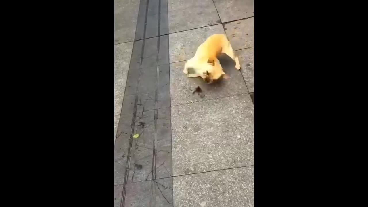 Funny animals