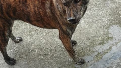 The dog shows excellent oral food catching skills