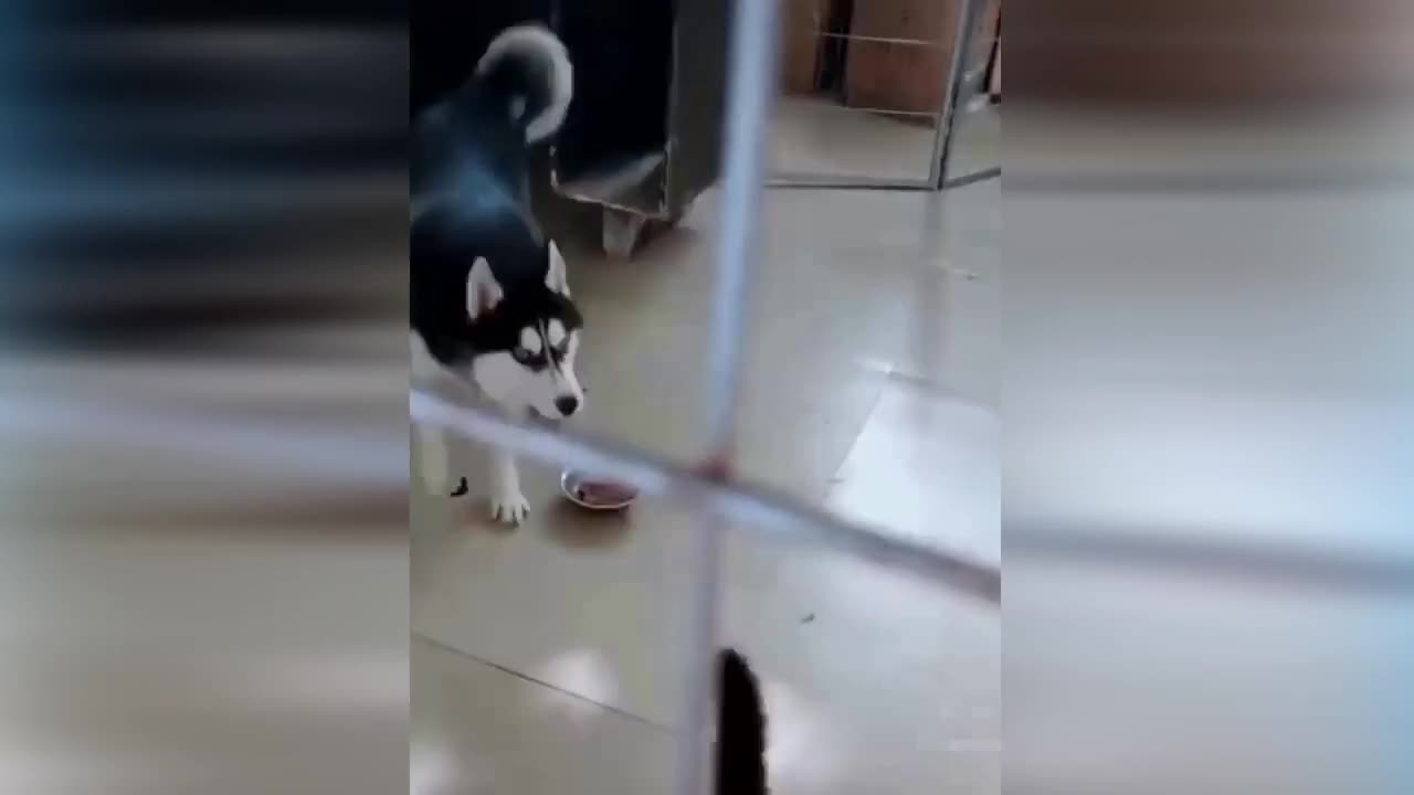 Angry cat attacks to dog