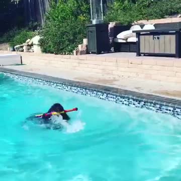 Huge puppy "makes waves" learning how to swim