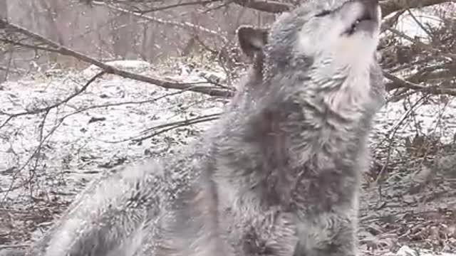 CRY OF WOLF
