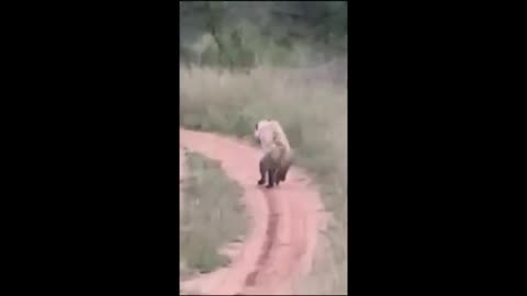 Safari Tourist Films Bizarre Footage Of Hyena Walking On Two Legs