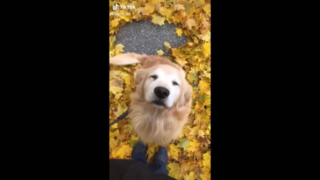 Happy dogs