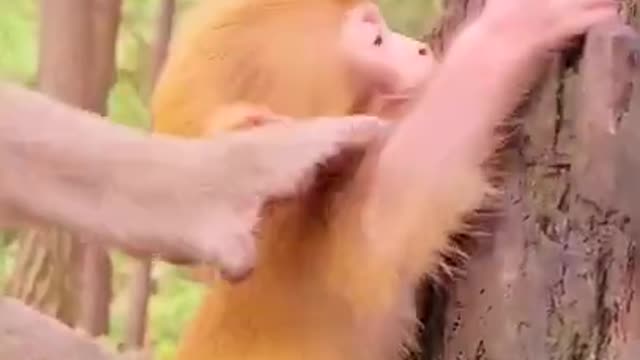 CUTE baby MONKEY search for food in rotten wood