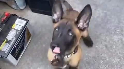 Dog training