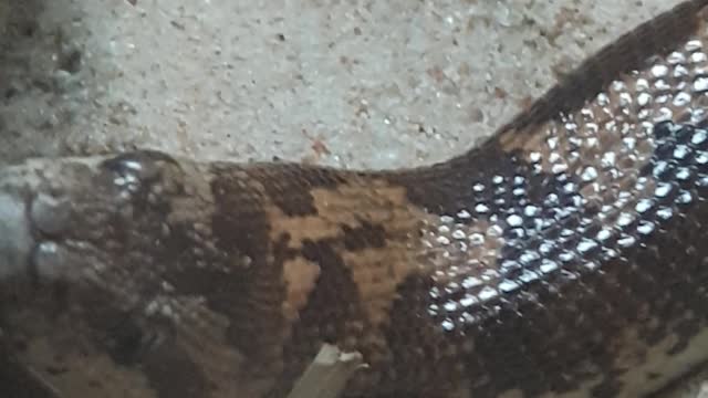 A sleeping snake at the Melbourne zoo