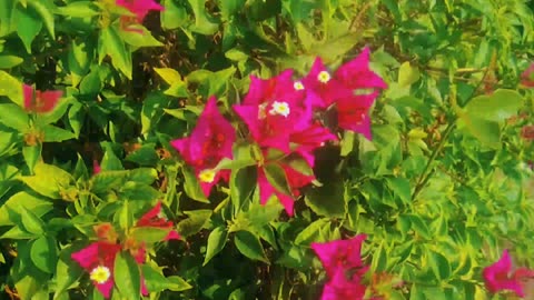 Sumberrejo , Bojonegoro