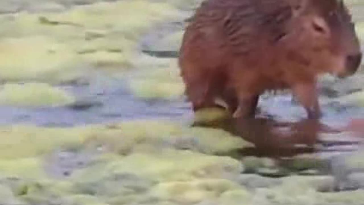 Capwabunga
