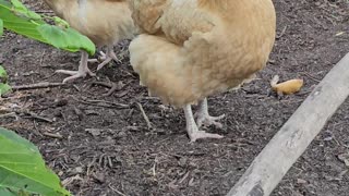 OMC! Cute little Orpington hoping I have a treat! #chickens #orpington #shorts #hen #loop